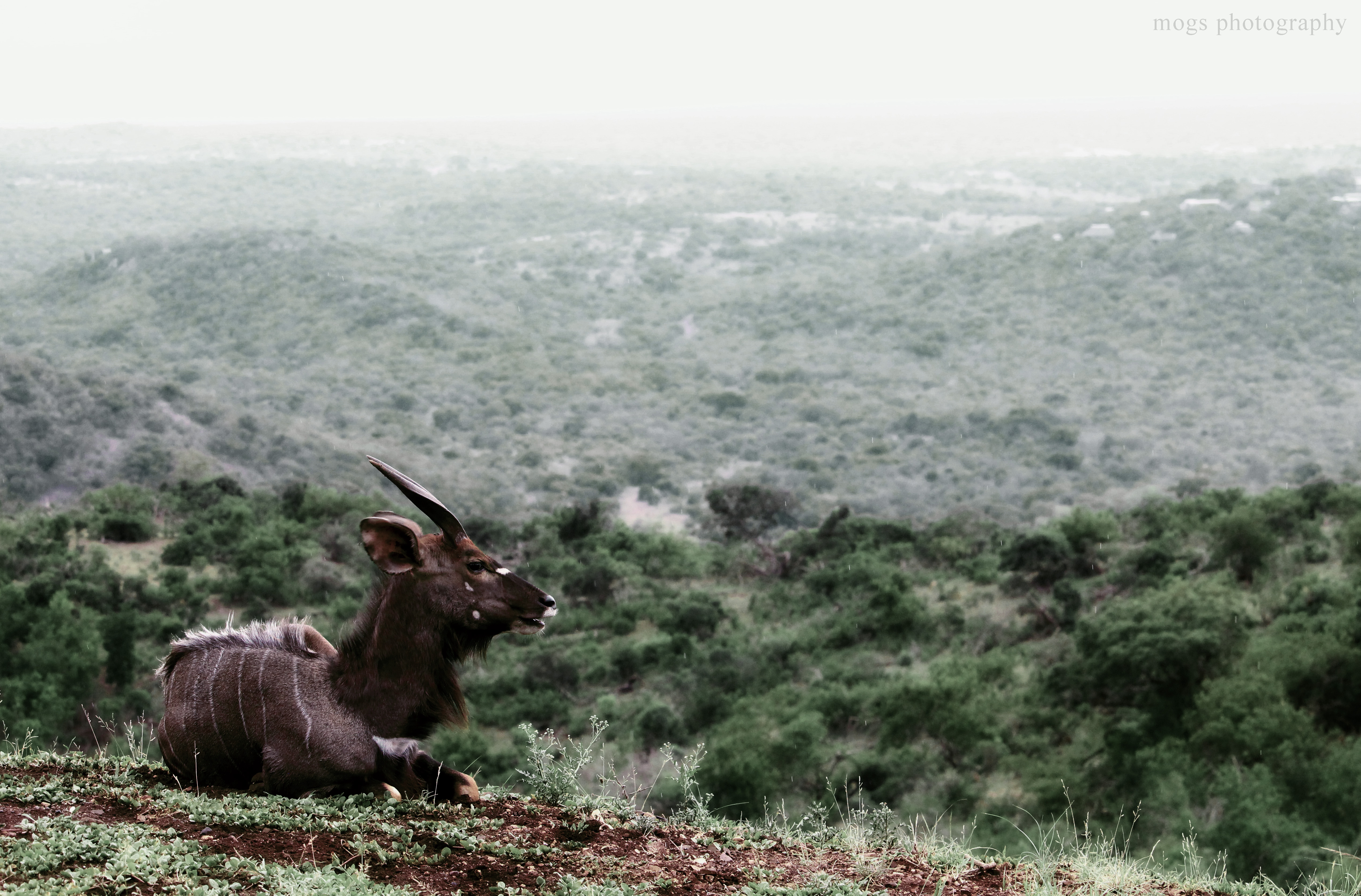 male_nyala