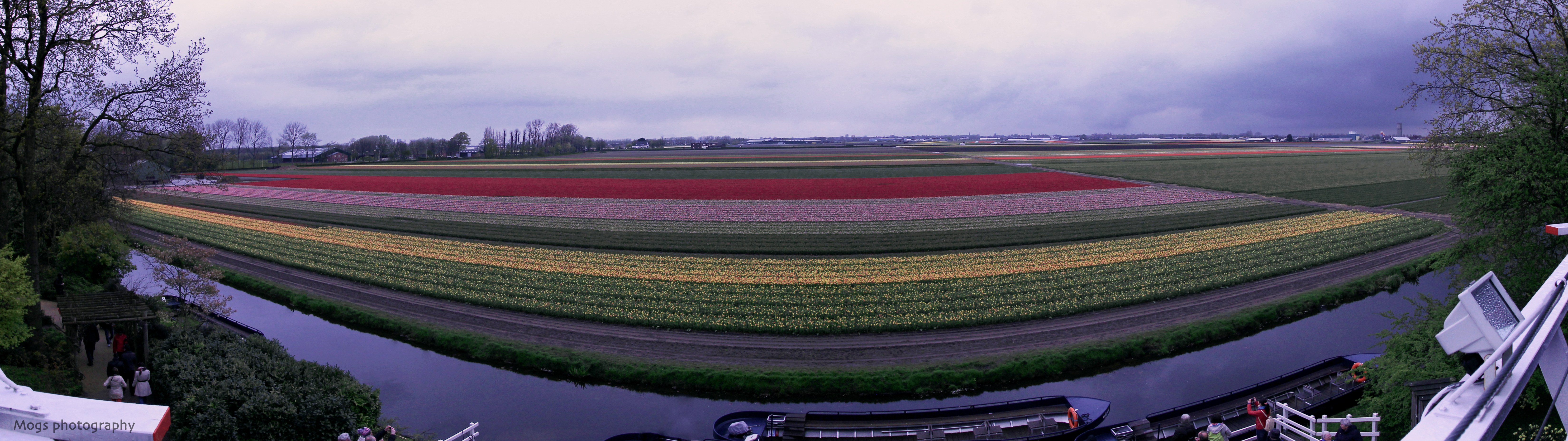 Tulip fields